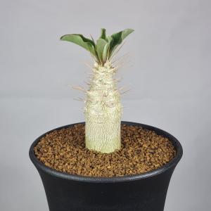 パキポディウム・サウンデルシー 白馬城 9cm鉢