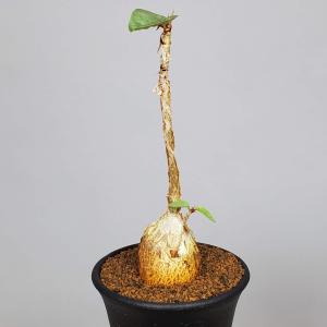 フィカス・パルメリー  7.5cm鉢｜cactusosada