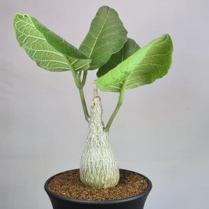 日本花キ流通 多肉植物 caパキポディウム ドラケイ 実生 7.5cmポット
