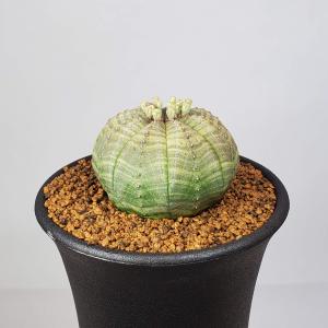 ユーフォルビア・オベサ 7.5cm鉢の詳細画像2