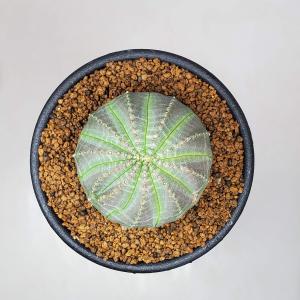 ユーフォルビア・オベサ 7.5cm鉢の詳細画像3
