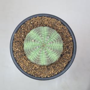 ユーフォルビア・オベサ 7.5cm鉢の詳細画像3