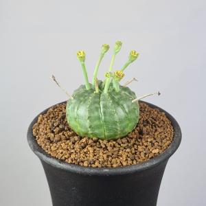 コーデックス：ユーフォルビア バリダ ゼブラ個体*幅4cm 現品！一品