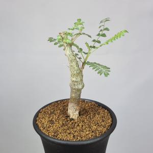 日本花キ流通 多肉植物 sdアデニア グラウカ 実生 多肉植物 塊根植物
