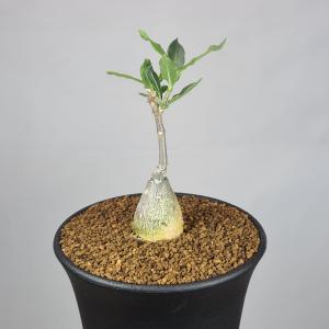 フォッケア・エドュリス 火星人 9cm鉢の詳細画像2