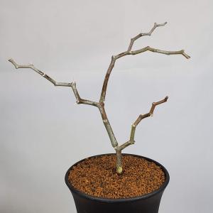 デカリヤ・マダガスカリエンシス ジグザグの木 9cm鉢｜cactusosada