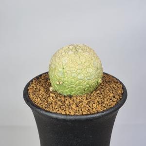 サボテン：ロフォフォラ ディフューサ 翠冠玉*M 幅6cm : 遊恵