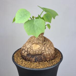 盆栽小鉢：青香(せいか)（長方鉢 12.2cm）* 資材 : 遊恵盆栽 Yahoo!店