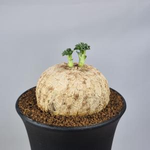 リプサリス パラドクサ Rhipsalis paradoxa 3．5号 吊り鉢 : UMBER