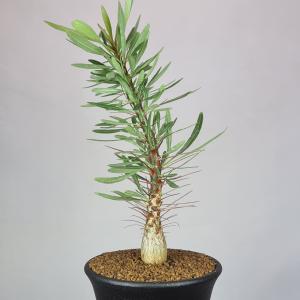 フォークイエリア・プルプシー 7.5cm鉢