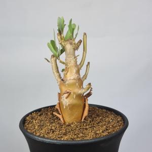 アフリカ 亀甲竜 ディオスコレア エレファンティペス カクタス長田 鶴仙園 ディオスコレア・エレファンティペス 亀甲竜 9cm鉢 : カクタス長田