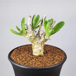 コーデックス：チレコドン ノルティ*葉幅4.5cm 現品！一品限り