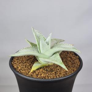 ディッキア・プラティフィラ 9cm鉢