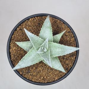 ディッキア・プラティフィラ 9cm鉢の詳細画像1