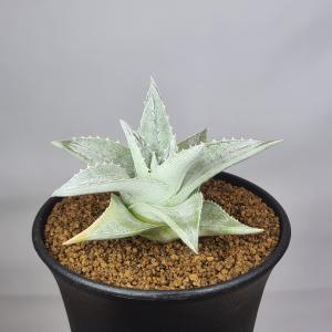 ディッキア・プラティフィラ 9cm鉢の詳細画像2