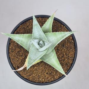 ディッキア・プラティフィラ 9cm鉢の詳細画像3