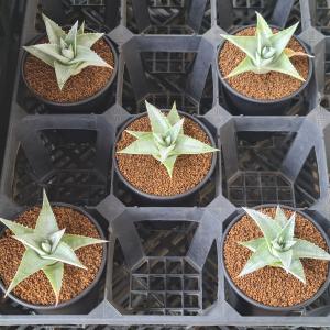 ディッキア・プラティフィラ 9cm鉢の詳細画像4