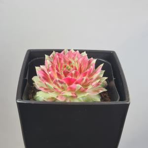 ☆特価☆コーデックス：ペラルゴニウム ミラビレ*幅45cm 現品！一品