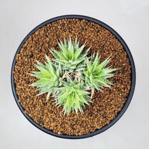 多肉植物）デウテロコニア ブレビフォリア ssp． クロランサ 3号