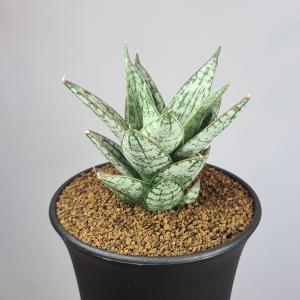 サボテン：フェロカクタス 鯱頭*16cm 現品 一品限り : 遊恵盆栽