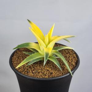 デウテロコニア・ブレビフォリア クロランサ 9cm鉢 : カクタス