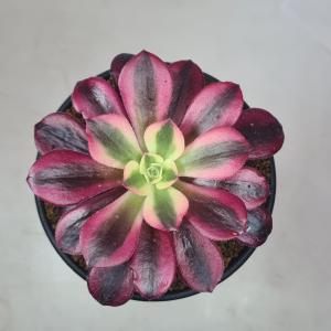 2026年3月】多肉アエオニウムのおすすめ人気ランキング - Yahoo