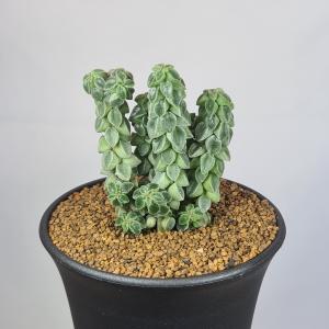 ペペロミア・コルメラ 9cm鉢