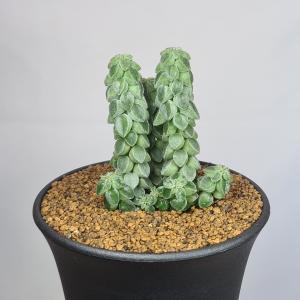 ペペロミア・コルメラ 9cm鉢の詳細画像3