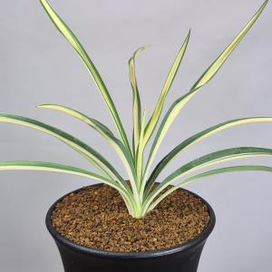 ユッカ・フィラメントーサ カラーガード 9cm鉢