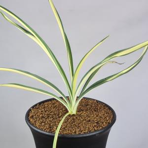 ユッカ・フィラメントーサ カラーガード 9cm鉢の詳細画像1