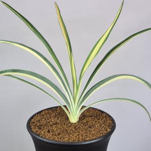 ユッカ・フィラメントーサ カラーガード 9cm鉢の詳細画像2