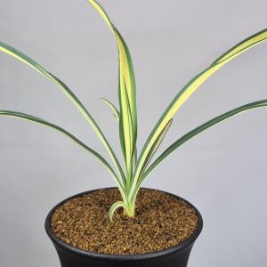 ユッカ・フィラメントーサ カラーガード 9cm鉢の詳細画像3