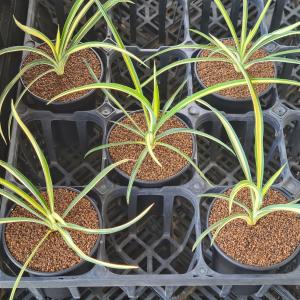 ユッカ・フィラメントーサ カラーガード 9cm鉢の詳細画像4