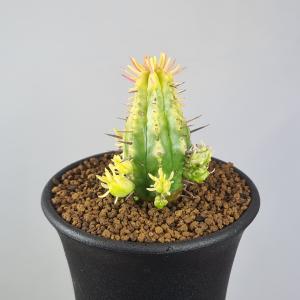 ユーフォルビア・紅彩閣錦 7.5cm鉢の詳細画像3