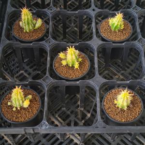 ユーフォルビア・紅彩閣錦 7.5cm鉢の詳細画像4
