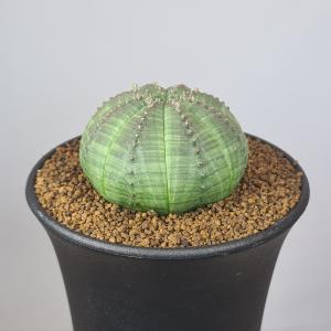 多肉植物：ユーフォルビア 子吹きシンメトリカ*幅5cm : 遊恵盆栽 Yahoo