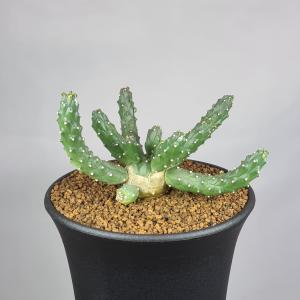 多肉植物：ユーフォルビア アトロビリディス*塊幅5cm : 遊恵盆栽