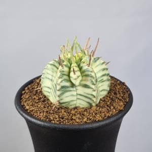 サボテン：アリオカルプス 亀甲牡丹 ヒントニー 実生*幅3.5cm 現品