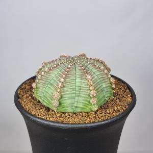 多肉植物：ユーフォルビア アトロビリディス*塊幅5cm : 遊恵盆栽
