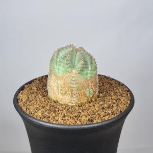ユーフォルビア・オベサブロウ 9cm鉢の詳細画像1