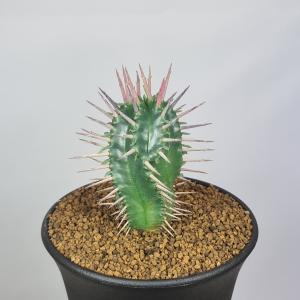 ディオスコレア・エレファンティペス 亀甲竜 9cm鉢 : カクタス長田