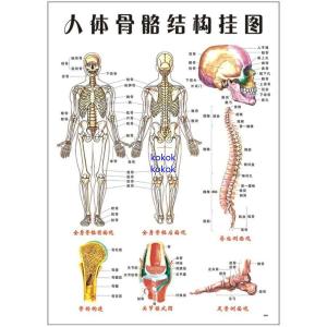 人体 骨格図の商品一覧 通販 Yahoo ショッピング