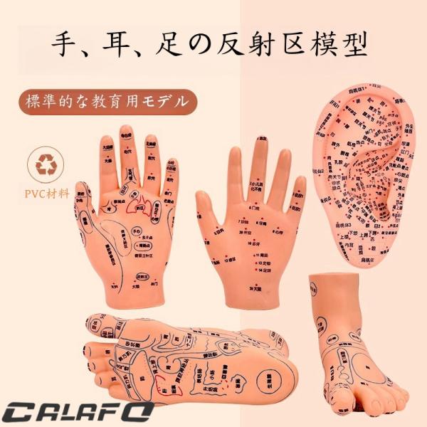 耳模型 ハンドモデル 足のモデル 学校 学習ツール マッサージ 鍼灸 耳モデル ボディモデル 実験用...