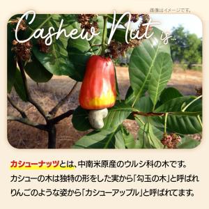 カシューナッツ 900g 高品質 産地直輸入 ...の詳細画像4