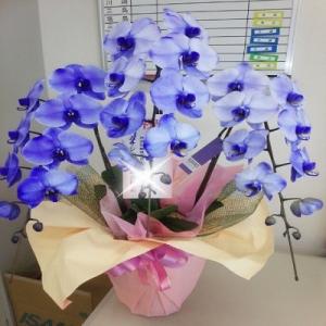 母の日 Mother's Day 胡蝶蘭【マザーチーク】5号鉢 2本立ち 陶器鉢