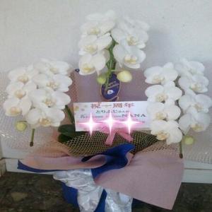 お祝い時には定番のミディタイプ白胡蝶蘭！！