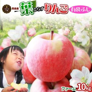 葉っぱの影は甘さのサイン【葉とらずりんご ふじ（有袋）ファーム10kg】家庭用(26-46玉) 本場青森 GOLD農園 送料無料 [※産地直送品同梱不可][冷蔵便]｜かめあし商店オンラインショップ