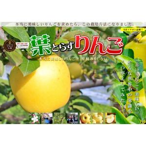 葉っぱの影は甘さのサイン【葉とらずりんご シナ...の詳細画像3