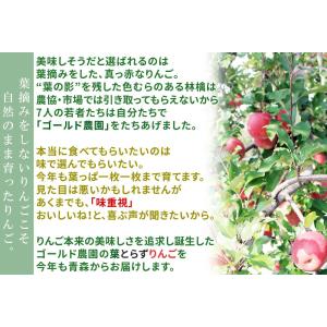 葉っぱの影は甘さのサイン【葉とらずりんご シナ...の詳細画像4
