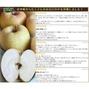 葉っぱの影は甘さのサイン【葉とらずりんご 星の...の詳細画像5